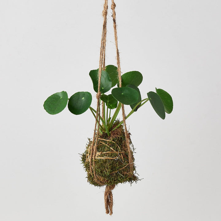 Kokedama Moss Ball Hanging Plant - Casey & Company