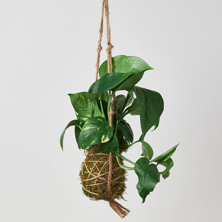 Kokedama Moss Ball Hanging Plant - Casey & Company