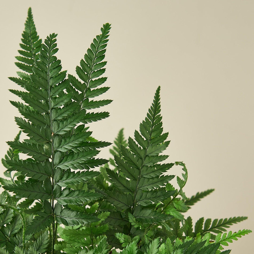 Korean Rock Fern - Casey & Company