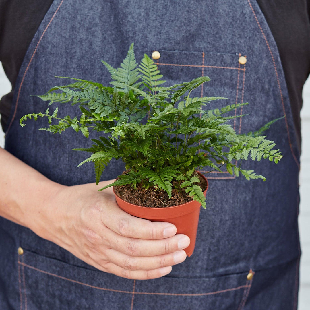 Korean Rock Fern - Casey & Company