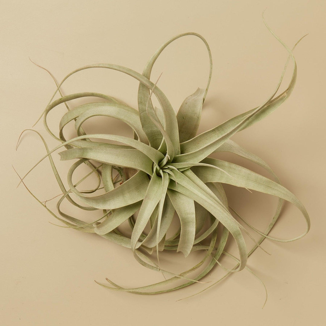 Large Air Plant Bundle - Casey & Company