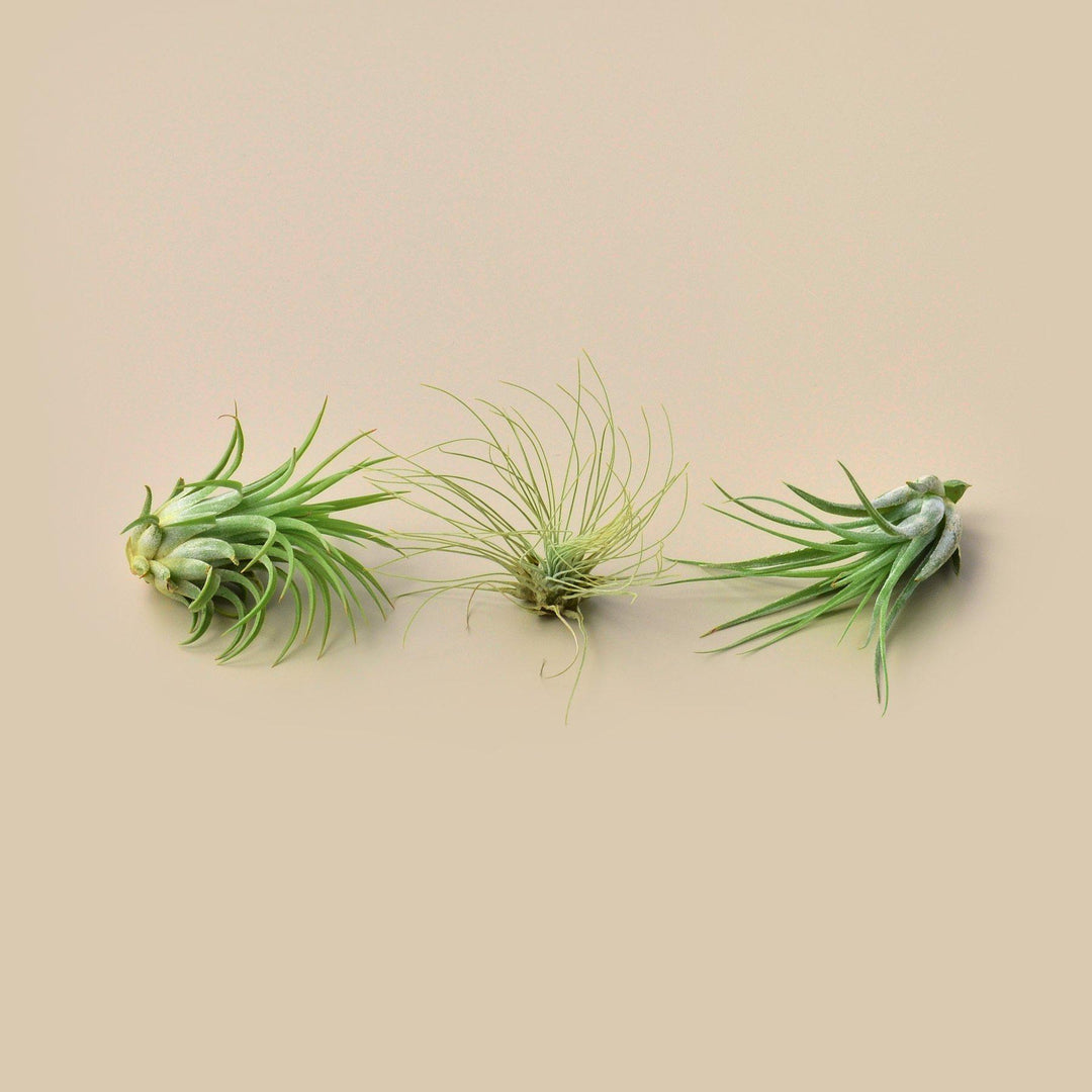 Large Air Plant Bundle - Casey & Company