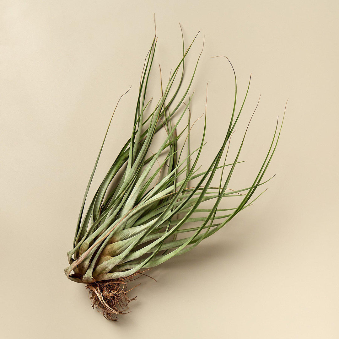 air plant bundle Large Air Plant Bundle – Casey & Company