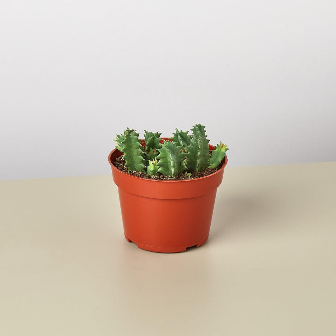 Lifesaver Cactus - Casey & Company