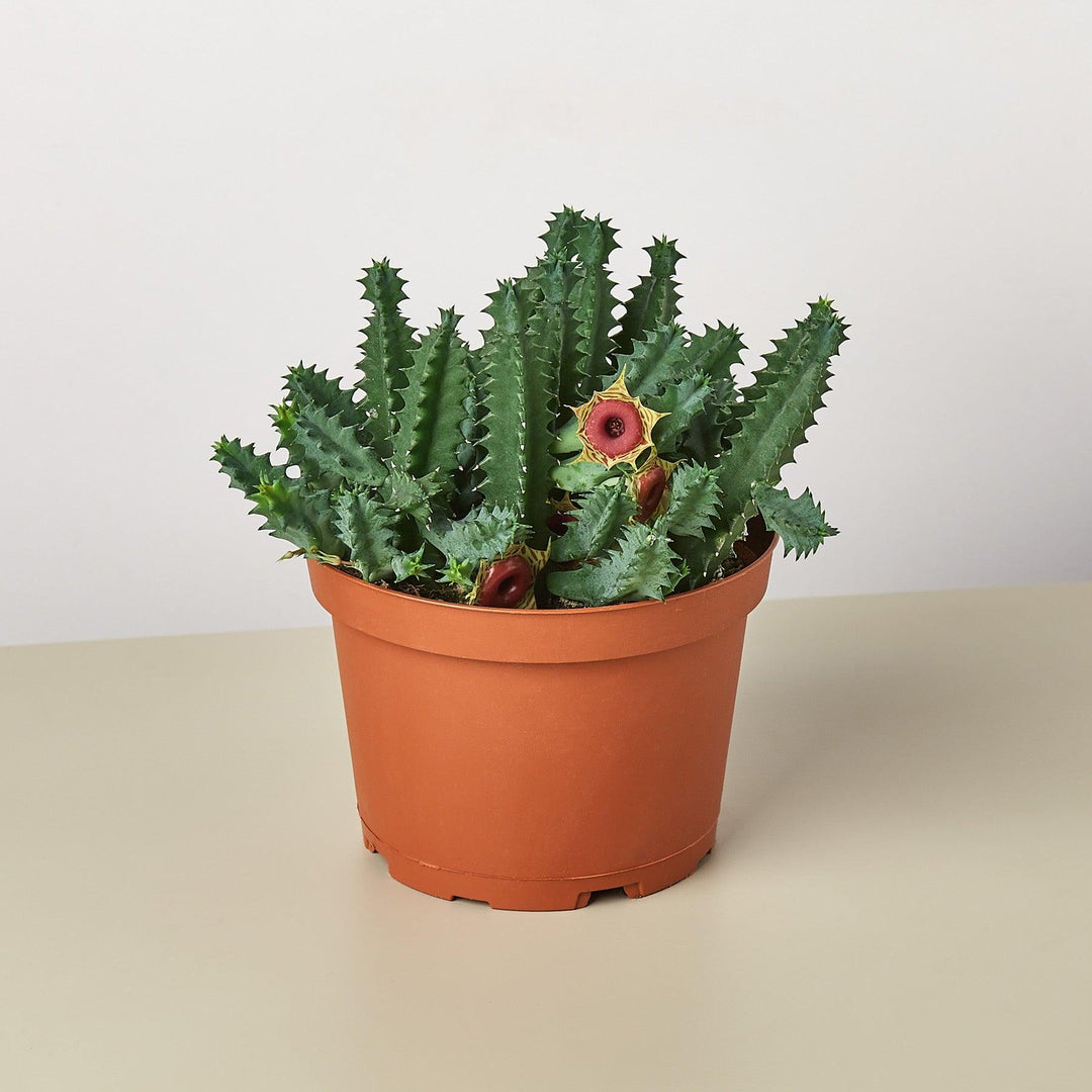 Lifesaver Cactus - Casey & Company