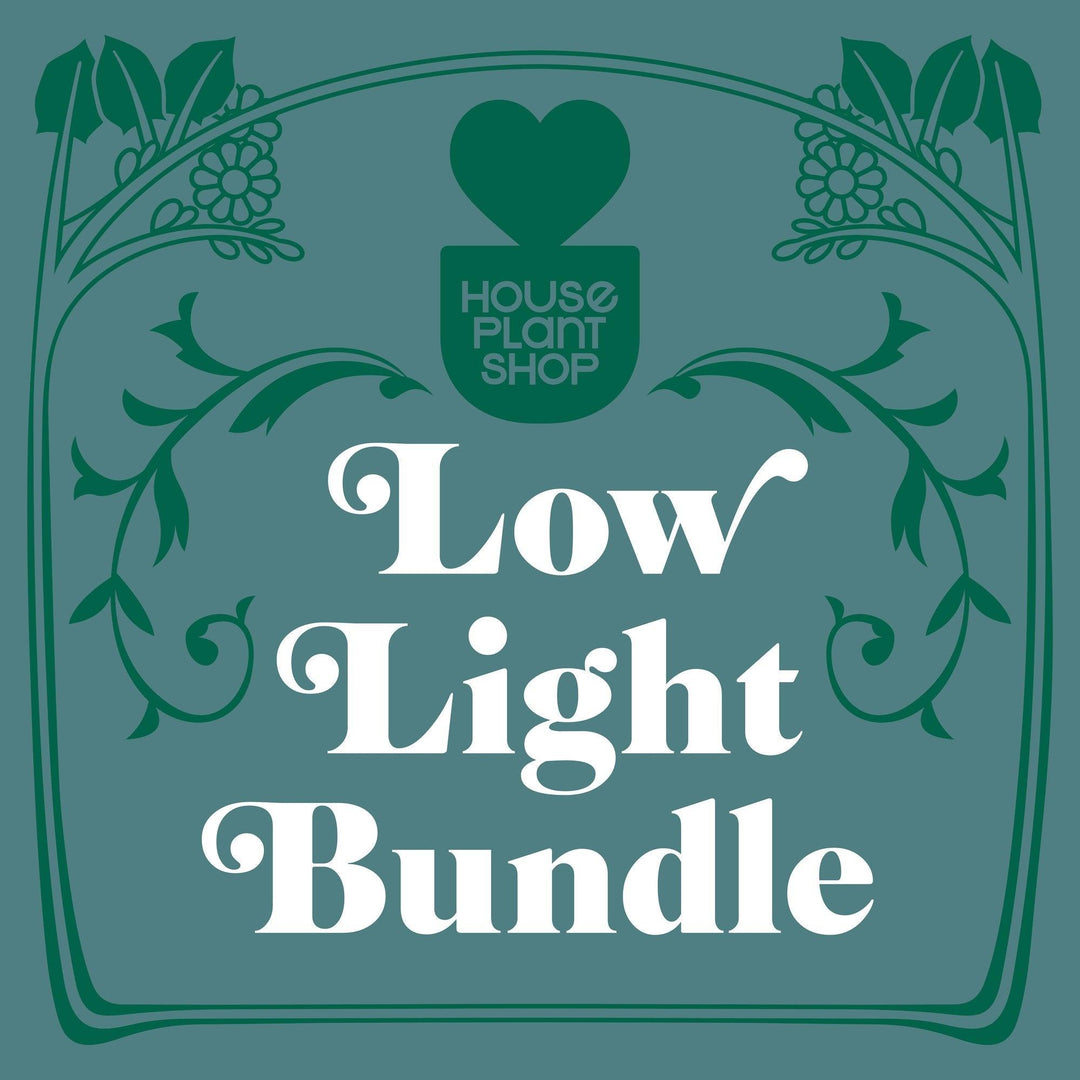 Low Light Bundle - Casey & Company