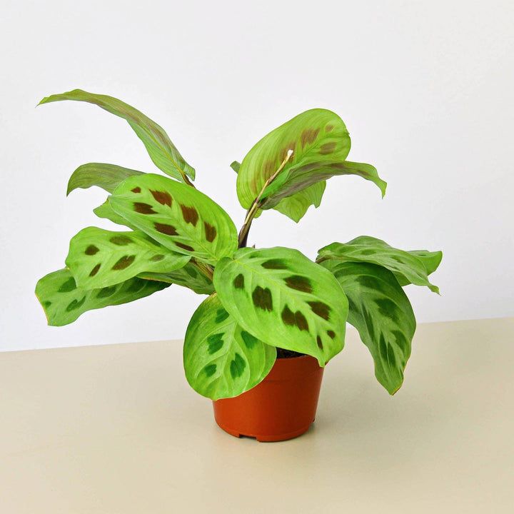 Maranta Leuconeura - Casey & Company