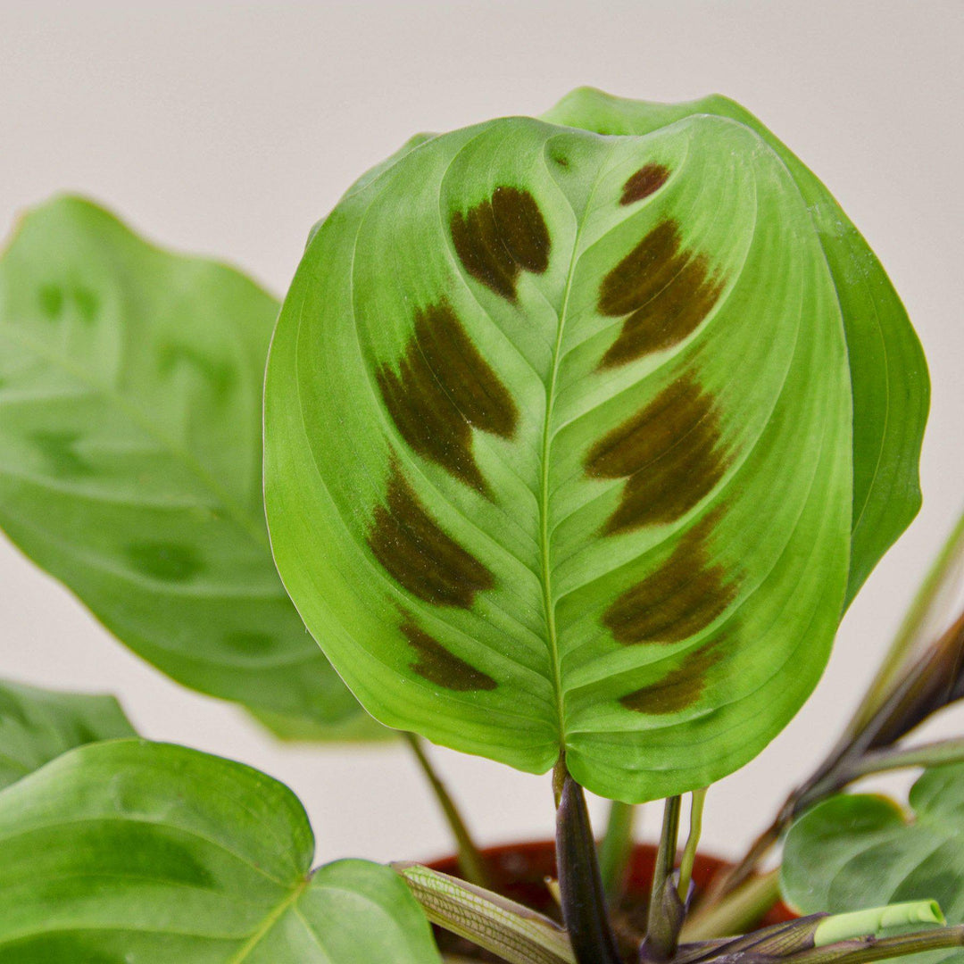 Maranta Leuconeura - Casey & Company