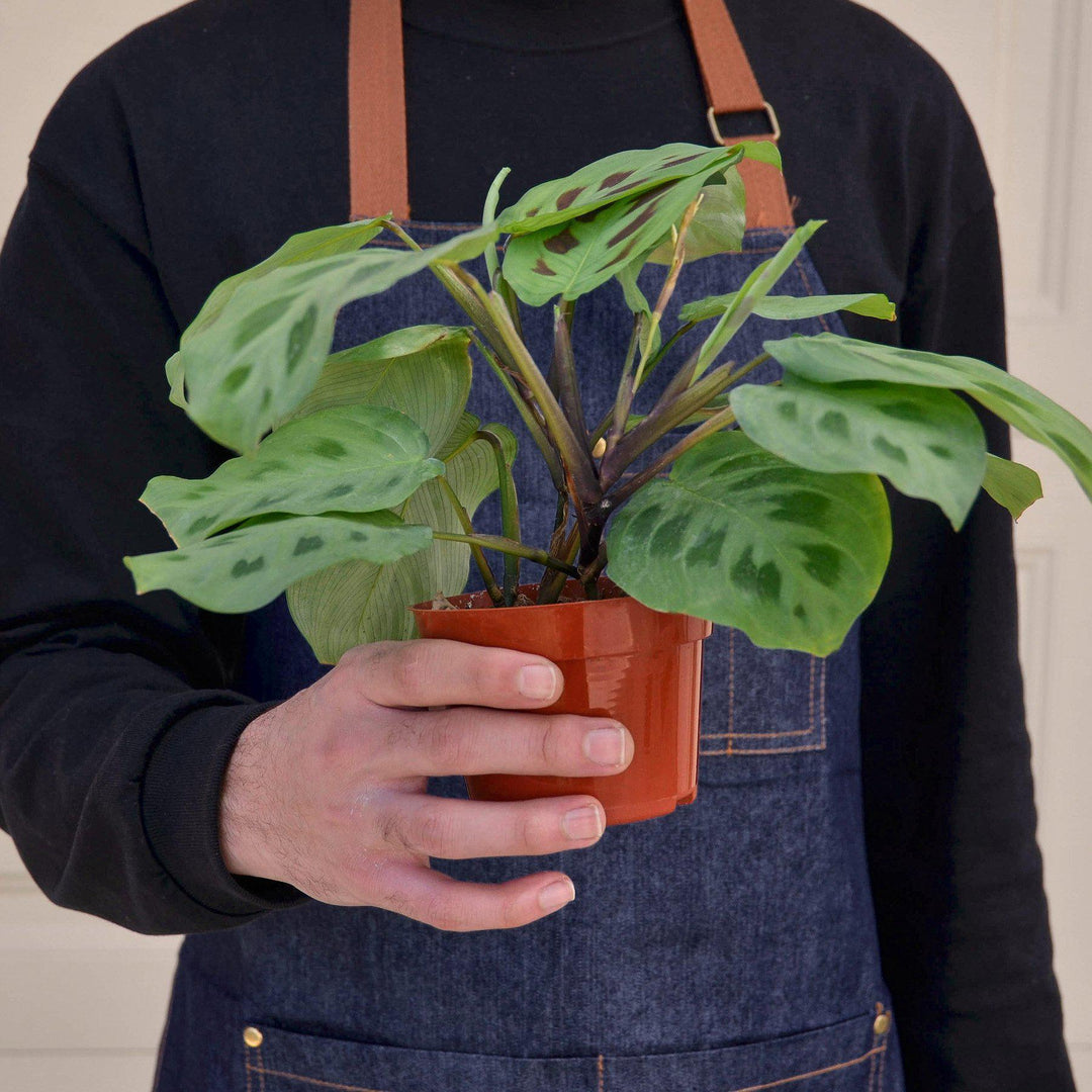 Maranta Leuconeura - Casey & Company