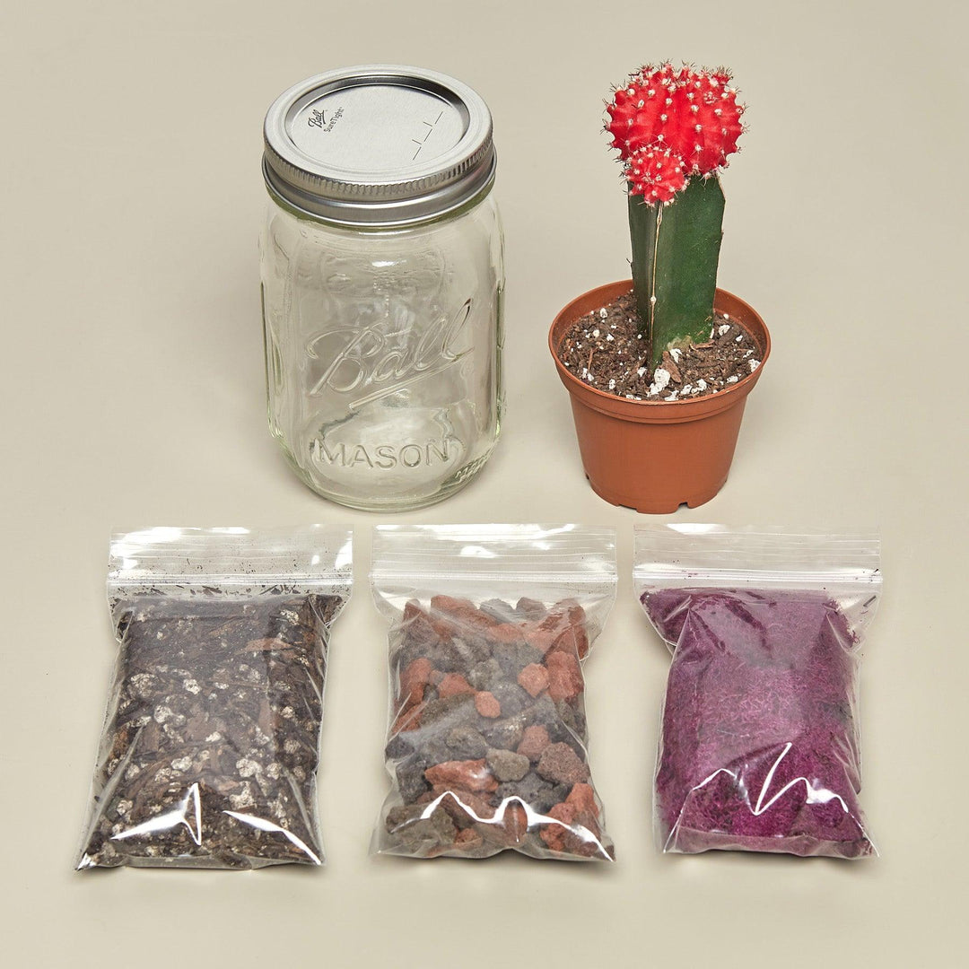 Mason Jar Terrarium Kit - Casey & Company