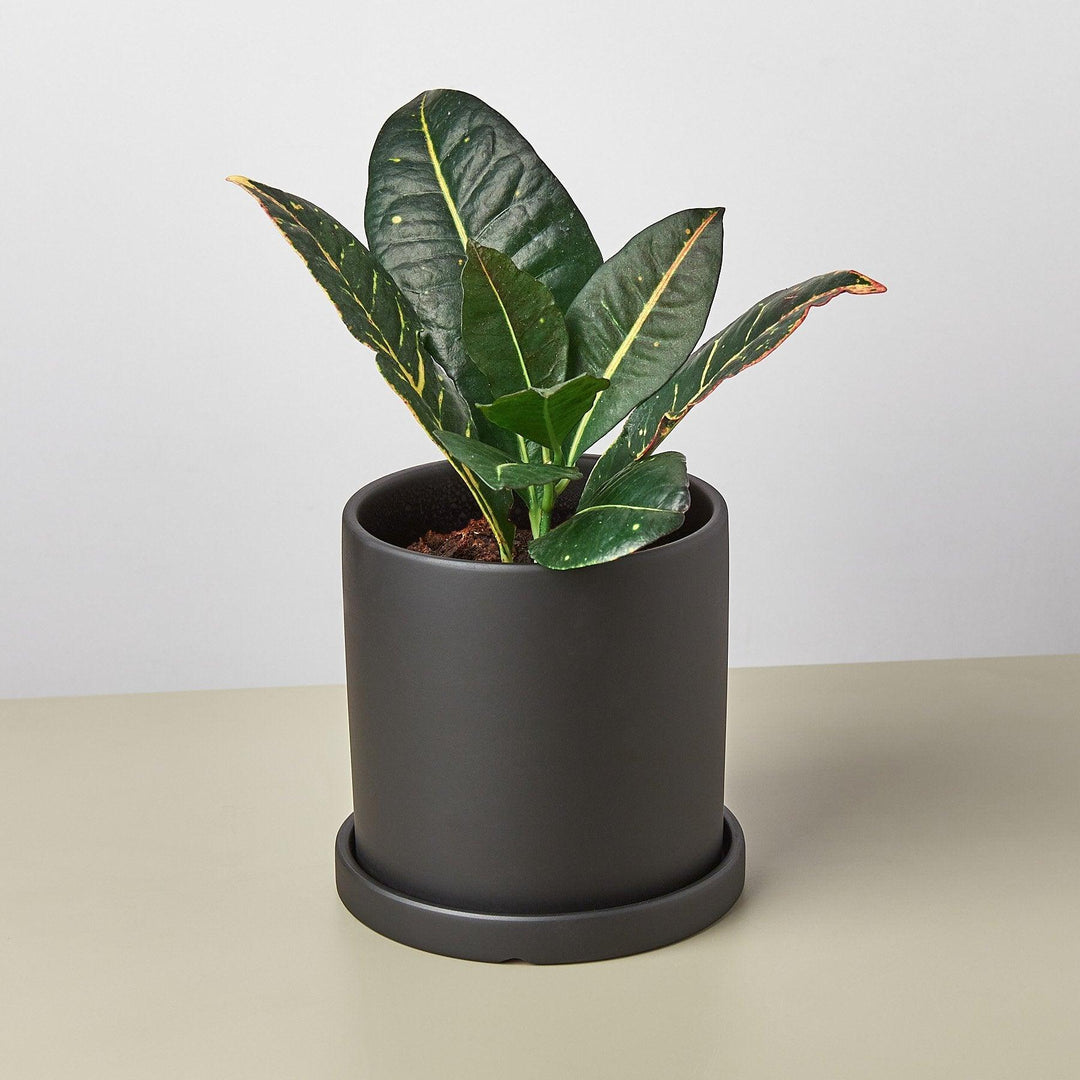 Matte Finish Cylinder Planter with Saucer - Casey & Company