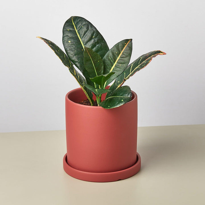 Matte Finish Cylinder Planter with Saucer - Casey & Company
