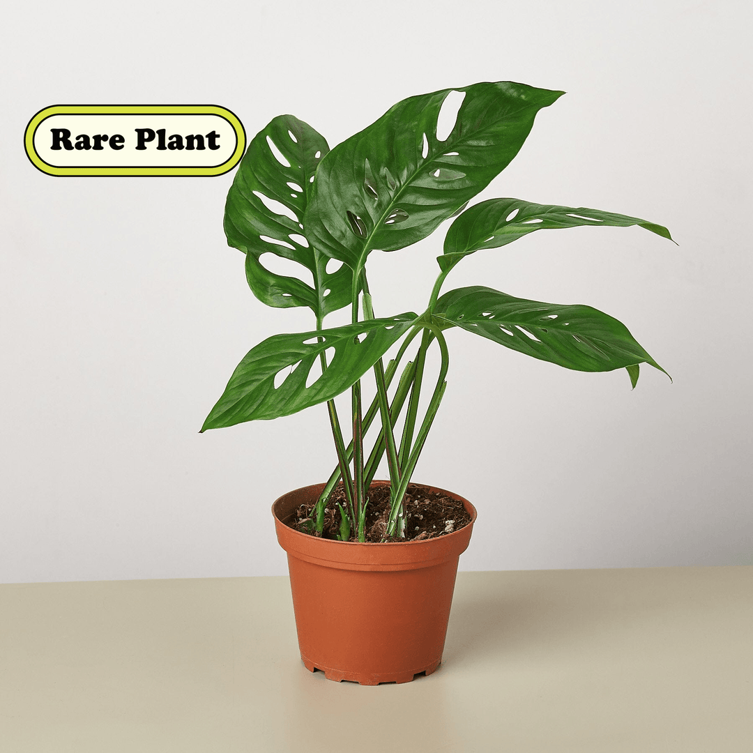 Monstera Adansonii 'Swiss Cheese' - Casey & Company