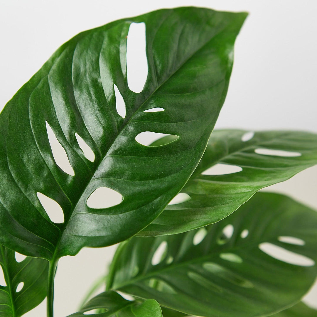 Monstera Adansonii 'Swiss Cheese' - Casey & Company