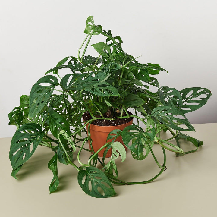 Monstera Adansonii 'Swiss Cheese' - Casey & Company