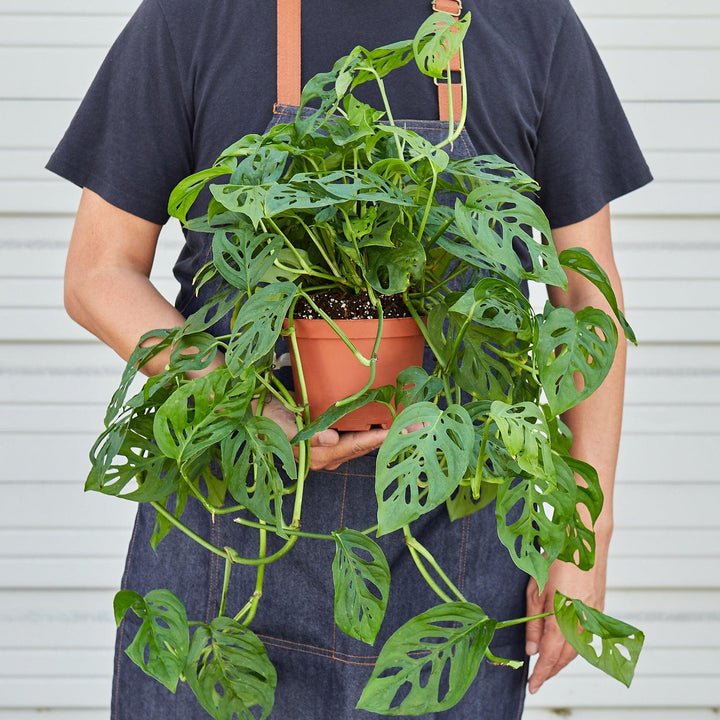 Monstera Adansonii 'Swiss Cheese' - Casey & Company