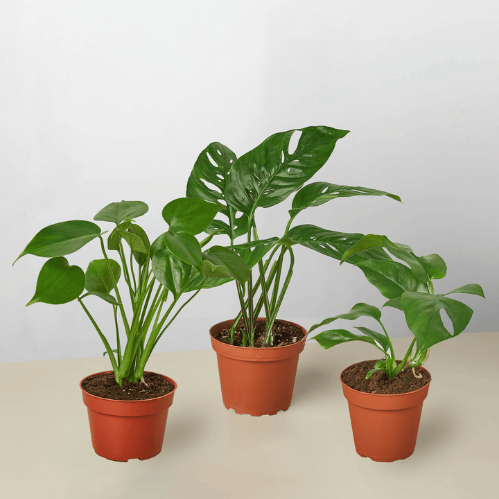 Monstera Bundle - Casey & Company