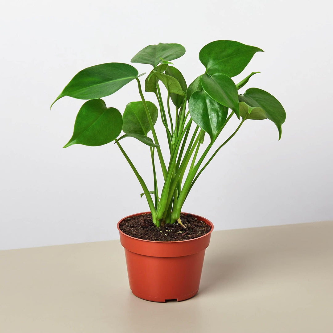 Monstera Bundle - Casey & Company