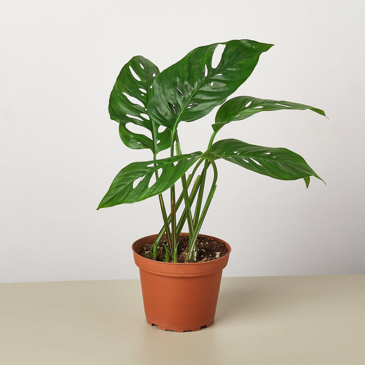 Monstera Bundle - Casey & Company