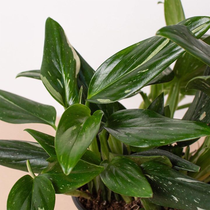 Monstera 'Standeleyana Albo Variegated' - Casey & Company