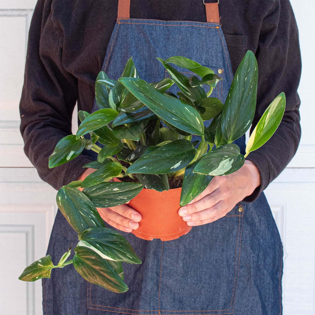 Monstera 'Standeleyana Albo Variegated' - Casey & Company