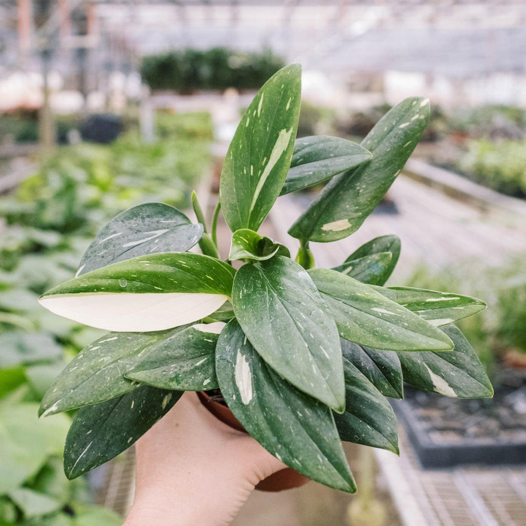 Monstera 'Standeleyana Albo Variegated' - Casey & Company