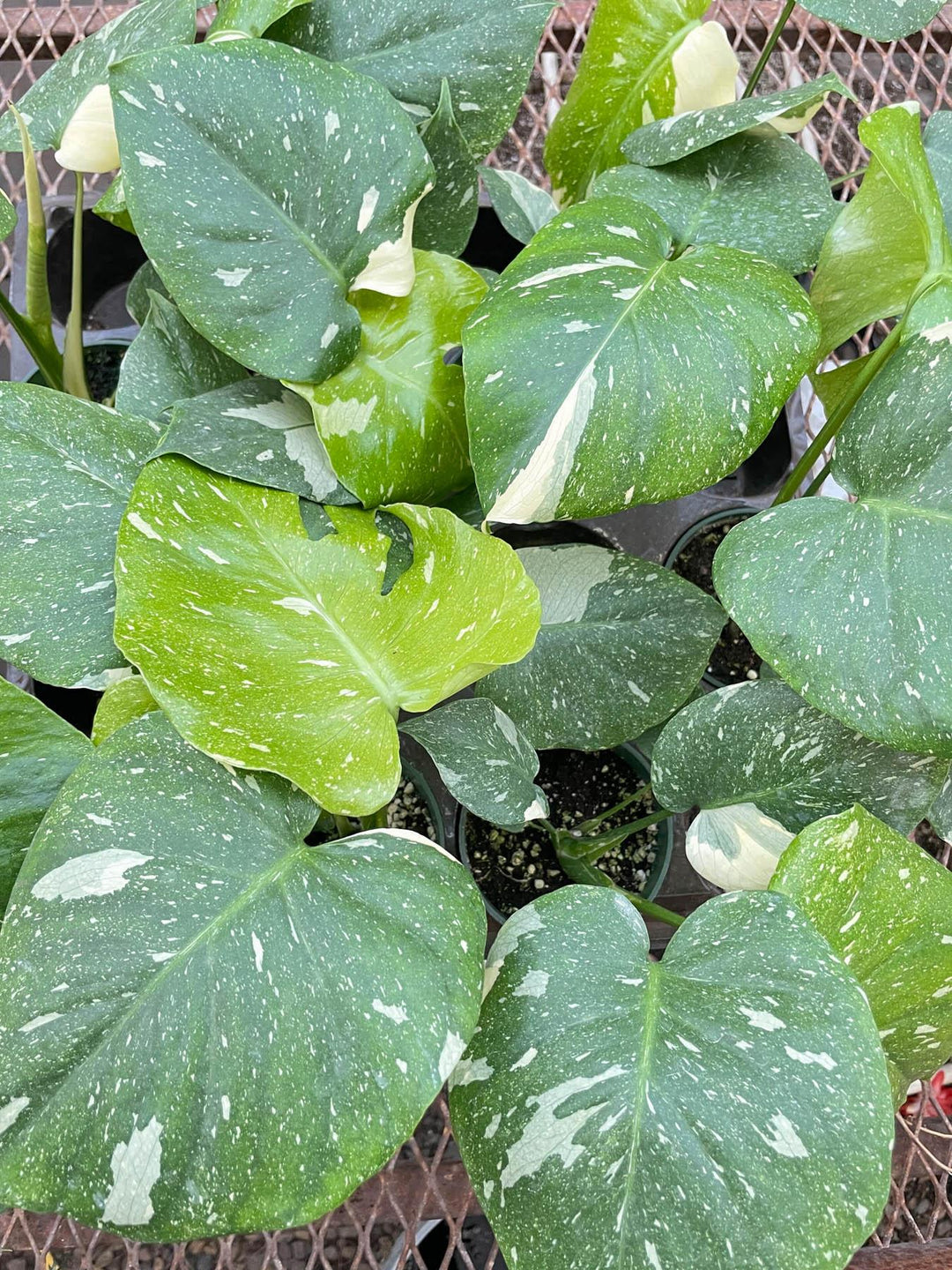 Monstera 'Thai Constellation' - Casey & Company