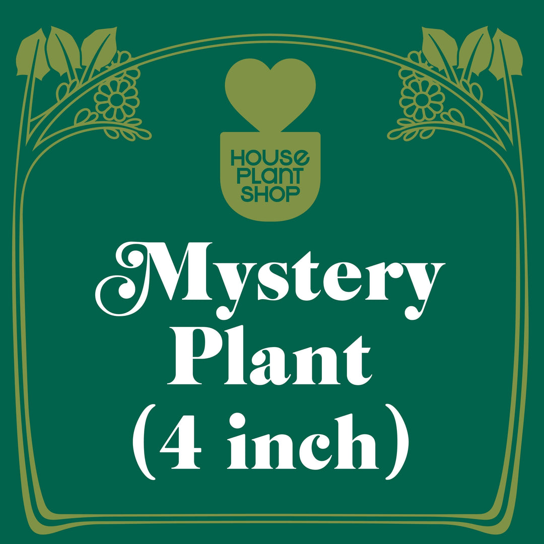 Mystery Flowering Plant - Casey & Company