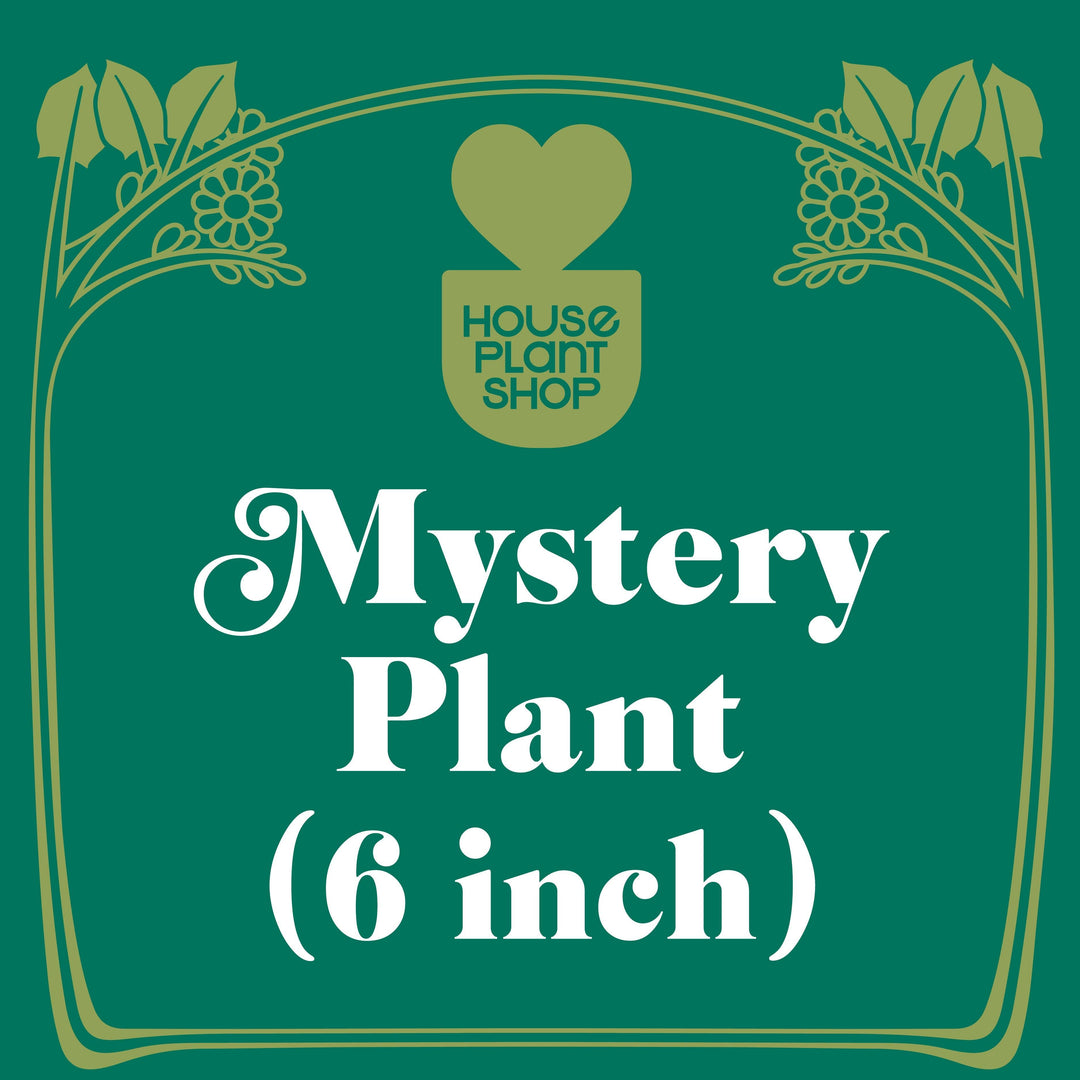 Mystery Pet-Friendly House Plant - Casey & Company