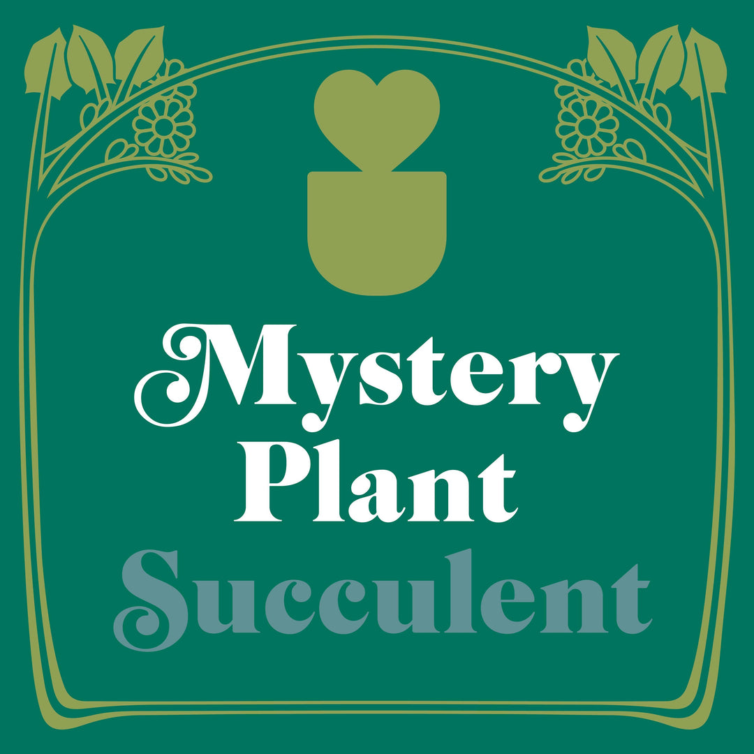 Mystery Succulent House Plant - Casey & Company