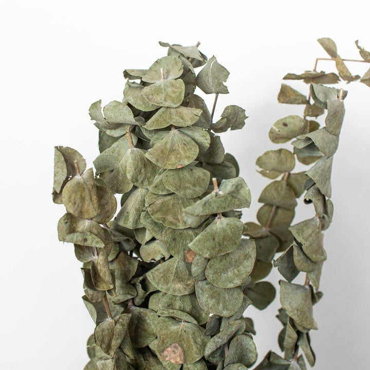 Natural Eucalyptus Leaves Dried Flower - Casey & Company