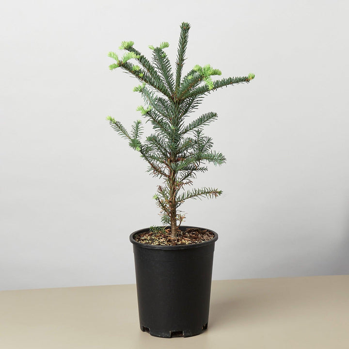 Noble Fir Tree - Casey & Company