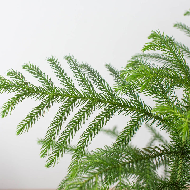 Norfolk 'Island Pine' - Casey & Company