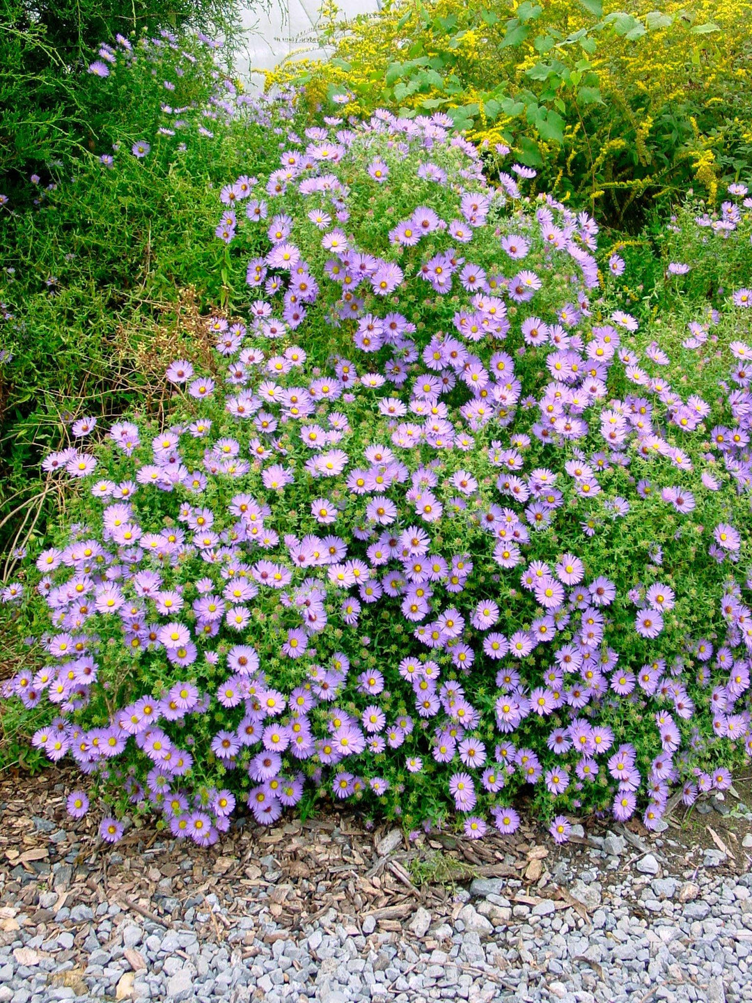 'October Skies' Aromatic Aster - Casey & Company