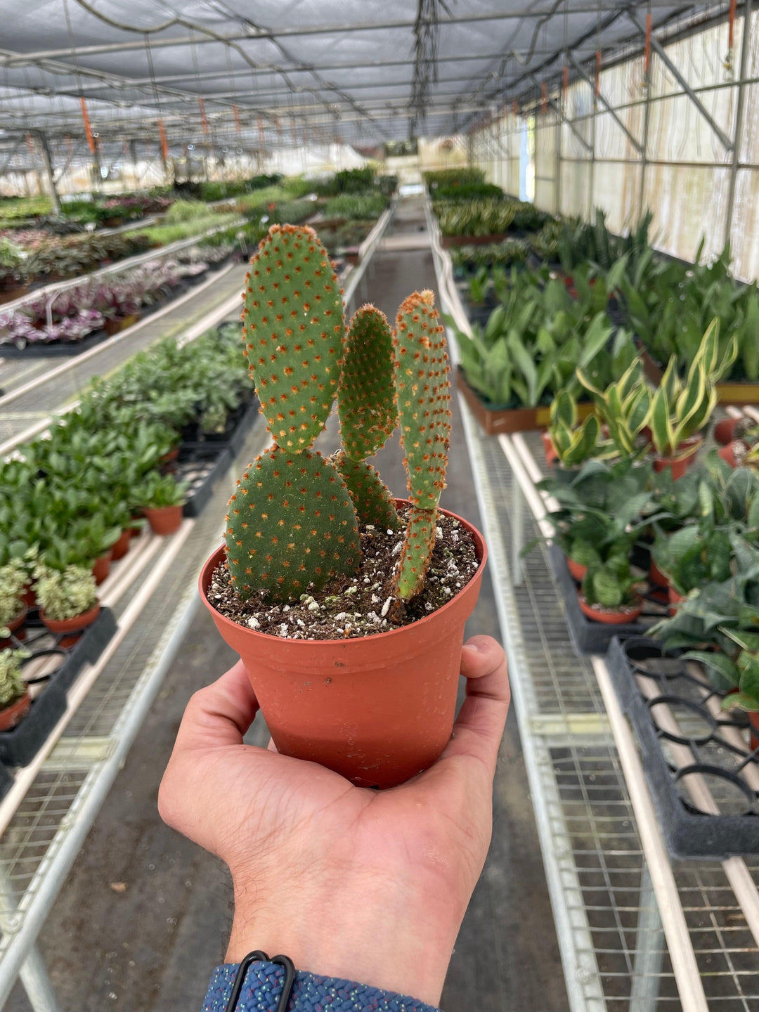 Opuntia 'Microdasys' (Bunny Ear Cactus) - Casey & Company