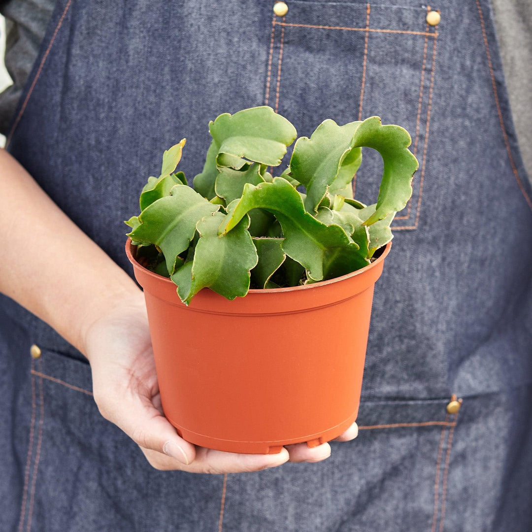 Orchid Cactus 'Curly Sue' - Casey & Company