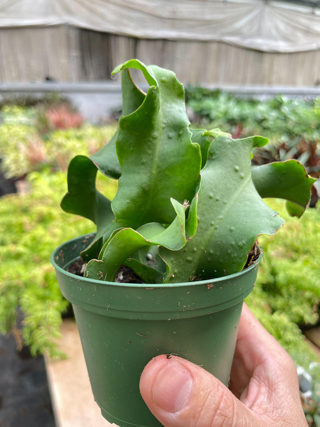 Orchid Cactus 'Curly Sue' - Casey & Company