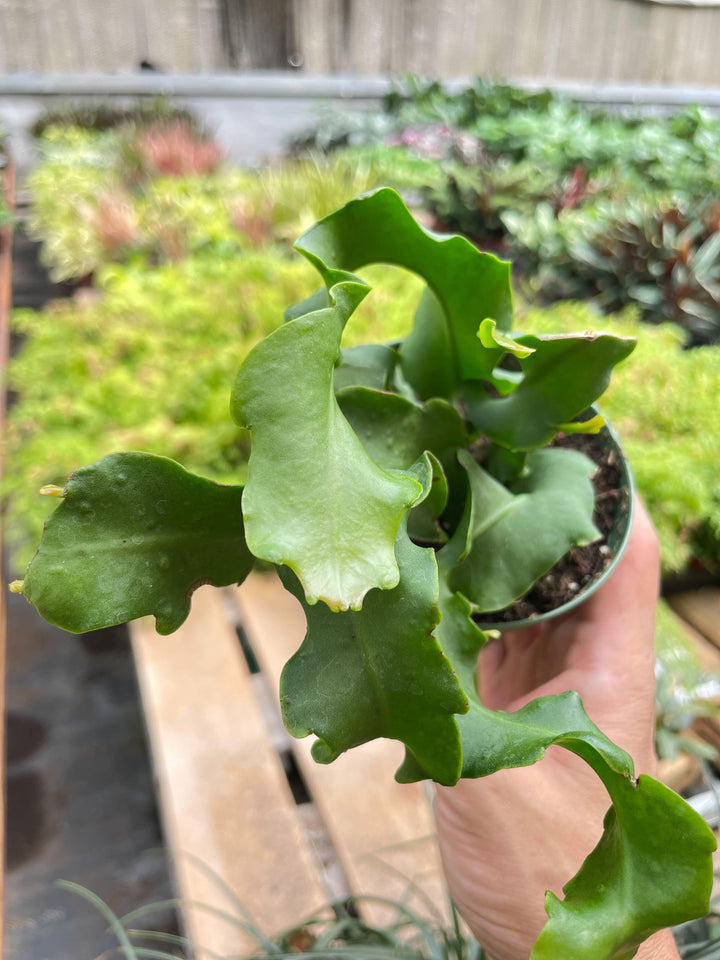 Orchid Cactus 'Curly Sue' - Casey & Company