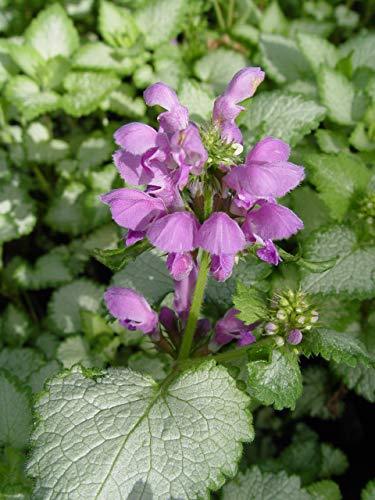 Orchid Frost Lamium - Casey & Company