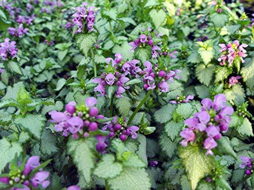 Orchid Frost Lamium - Casey & Company