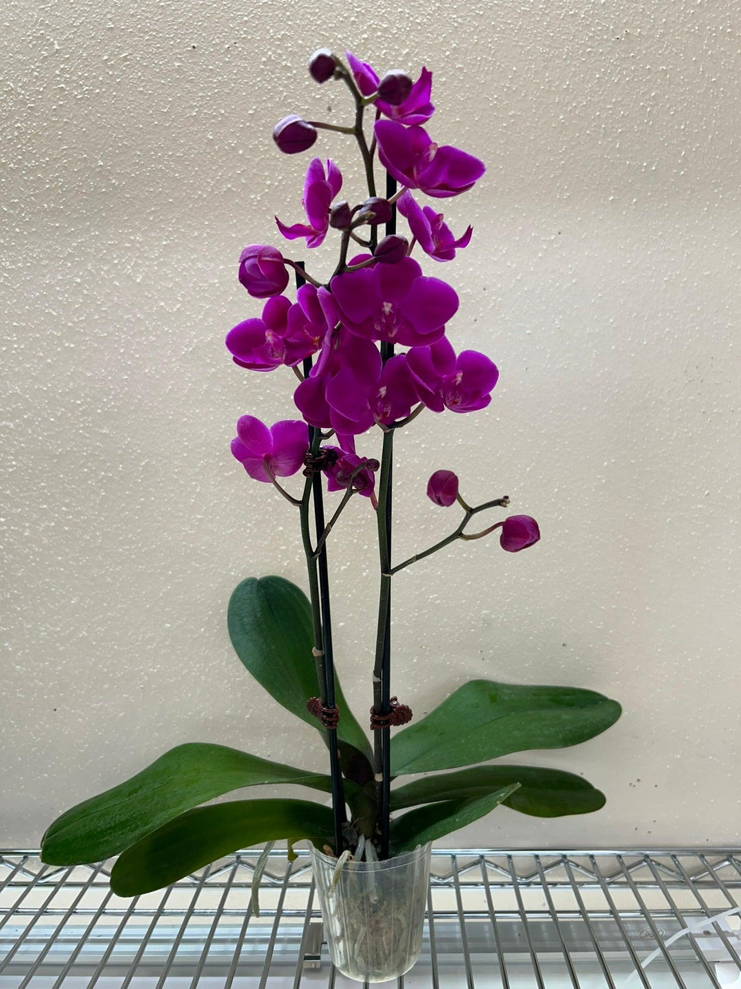 Orchid 'Purple'' - Casey & Company