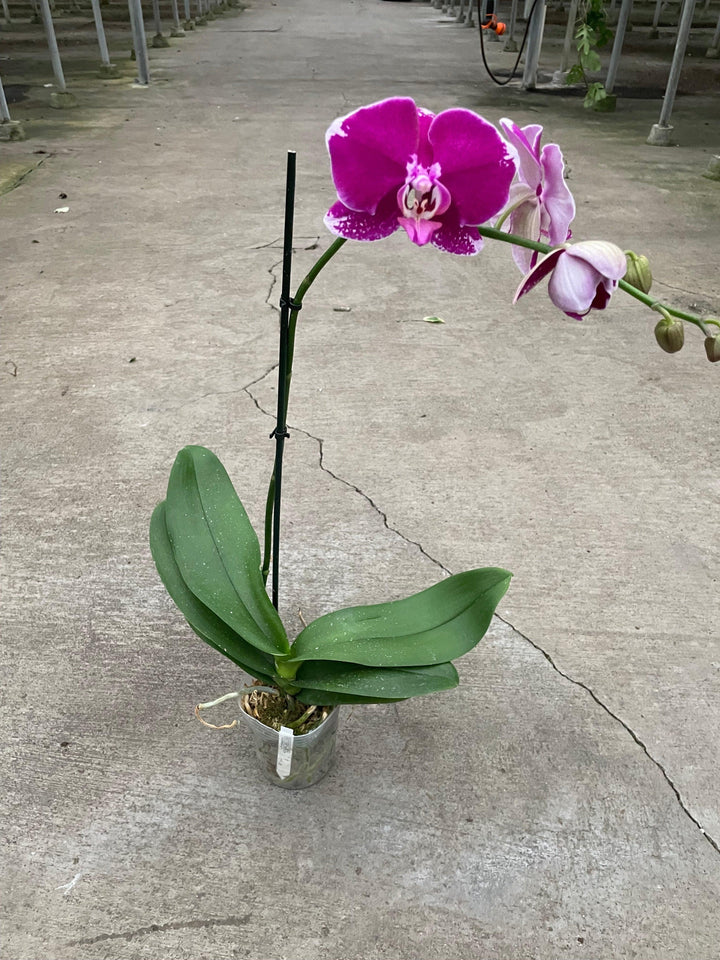 Orchid 'Purple Spotted Phalaenopsis' - Casey & Company