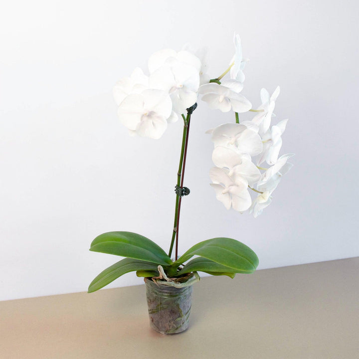 Orchid 'White Phalaenopsis' - Casey & Company