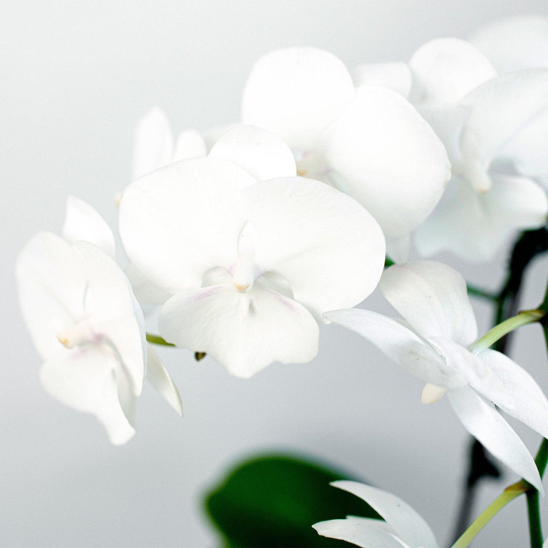 Orchid 'White Phalaenopsis' - Casey & Company