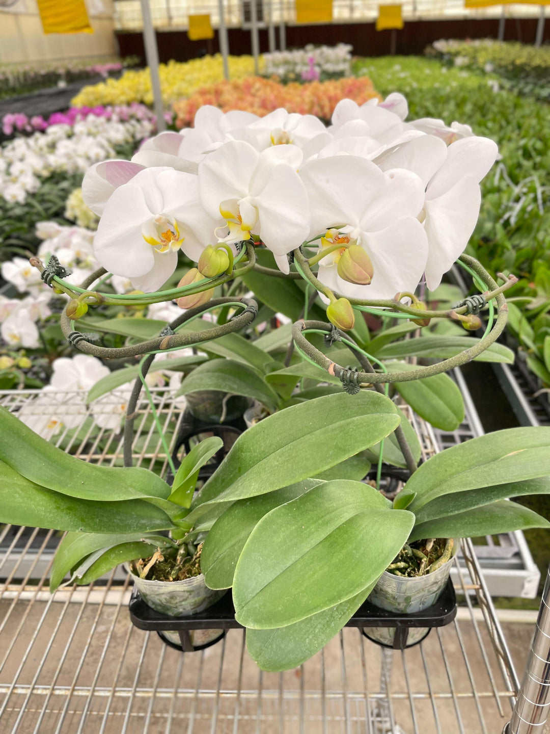 Orchid 'White Phalaenopsis' - Casey & Company