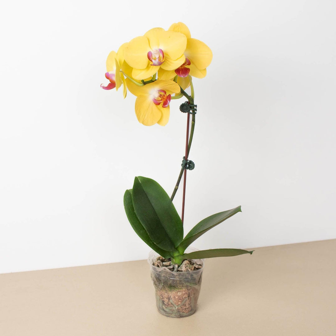 Orchid 'Yellow Phalaenopsis' - Casey & Company