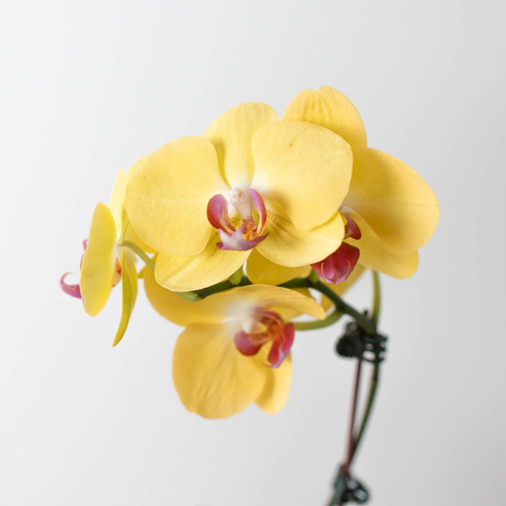 Orchid 'Yellow Phalaenopsis' - Casey & Company