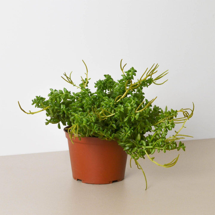 Peperomia 'Axillaris' - Casey & Company