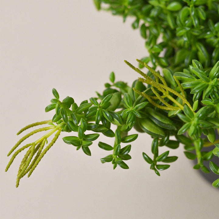 Peperomia 'Axillaris' - Casey & Company