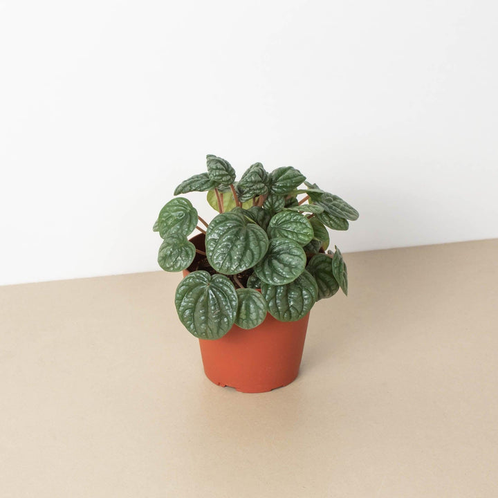 Peperomia 'Burbella' - Casey & Company